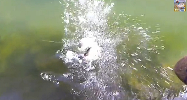 Victoria's Hopkins River provides some good sport fishing options for loclas in the know. Image: Tim Vincent